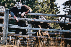 Kraubather-Gulsn-Teifl-1